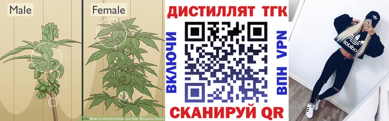 купить   Киржач  ТГК THC oil 